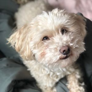 Meet your Posher, Franci